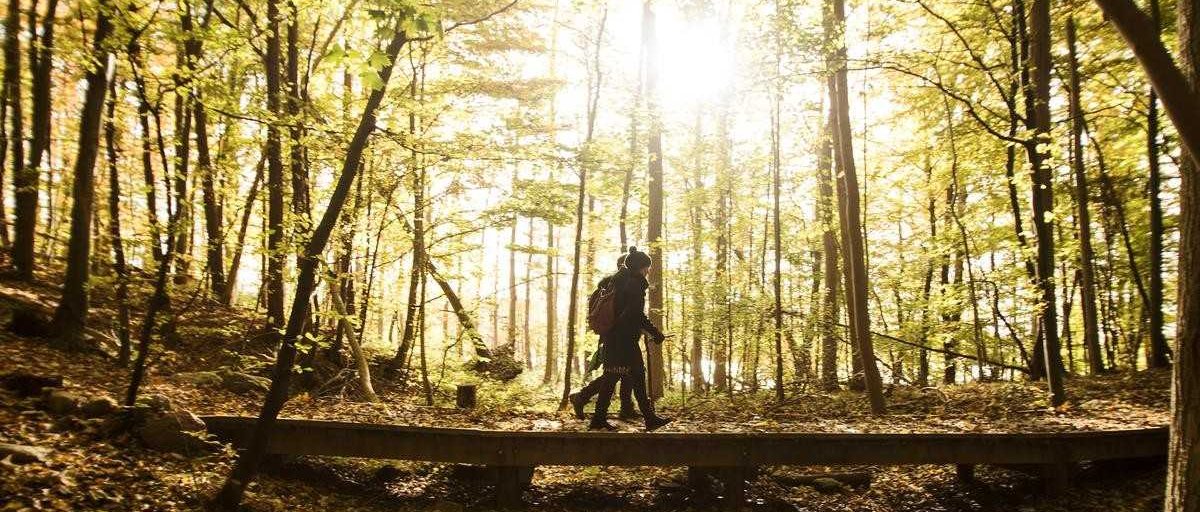 Two people walking in a forest