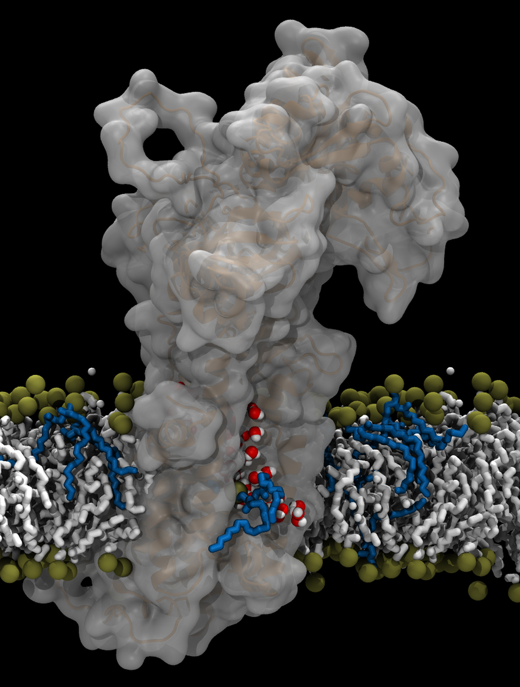 [Translate to English:] Aarhus-forskernes model for ATP8A2-flippasens transportmekanisme. Flippasemolekylet er det store grå, og man ser fedtmolekylet med blå ”hale” bevæge sig langs en åben kanal i proteinet, hvor der også findes vandmolekyler (