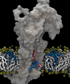 [Translate to English:] Aarhus-forskernes model for ATP8A2-flippasens transportmekanisme. Flippasemolekylet er det store grå, og man ser fedtmolekylet med blå ”hale” bevæge sig langs en åben kanal i proteinet, hvor der også findes vandmolekyler (