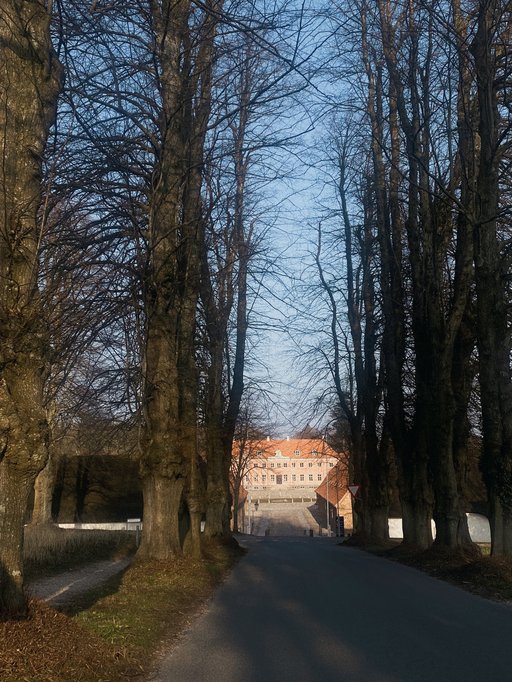 Forest and road leading to Moesgaard campus
