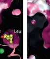 The bacterial transporter whose molecular structure has been solved uses the same transport mechanism as the neurotransmitter transporters but instead transports amino acids, such as leucine (Leu). In the outward-oriented state (left) Leu (yellow spheres)