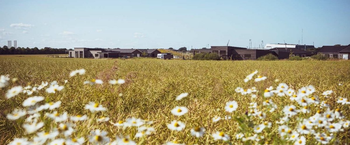 A field of flowers and houses in the background