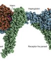 With the help of x-ray crystallography, the researchers have determined the three-dimensional structure of the receptor that the parasite uses to bind haemoglobin in the blood stream.