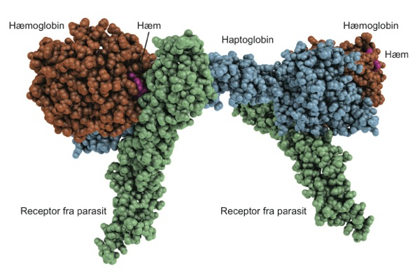 With the help of x-ray crystallography, the researchers have determined the three-dimensional structure of the receptor that the parasite uses to bind haemoglobin in the blood stream.
