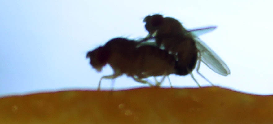 Copulating flies